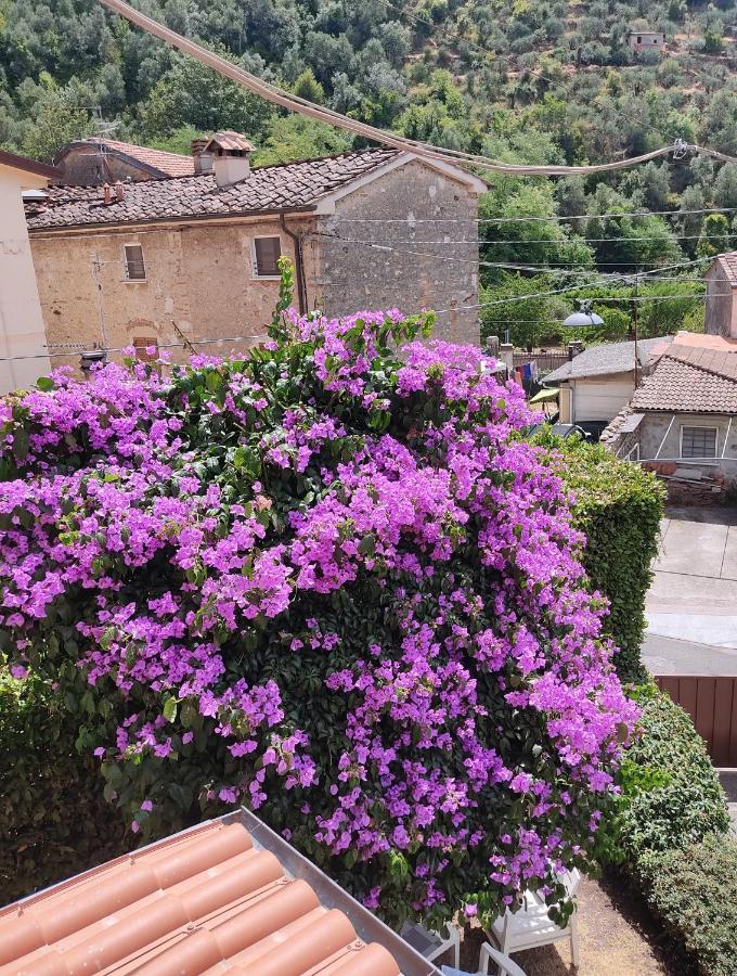 La Bouganville E Il Gelsomino Pietrasanta Εξωτερικό φωτογραφία
