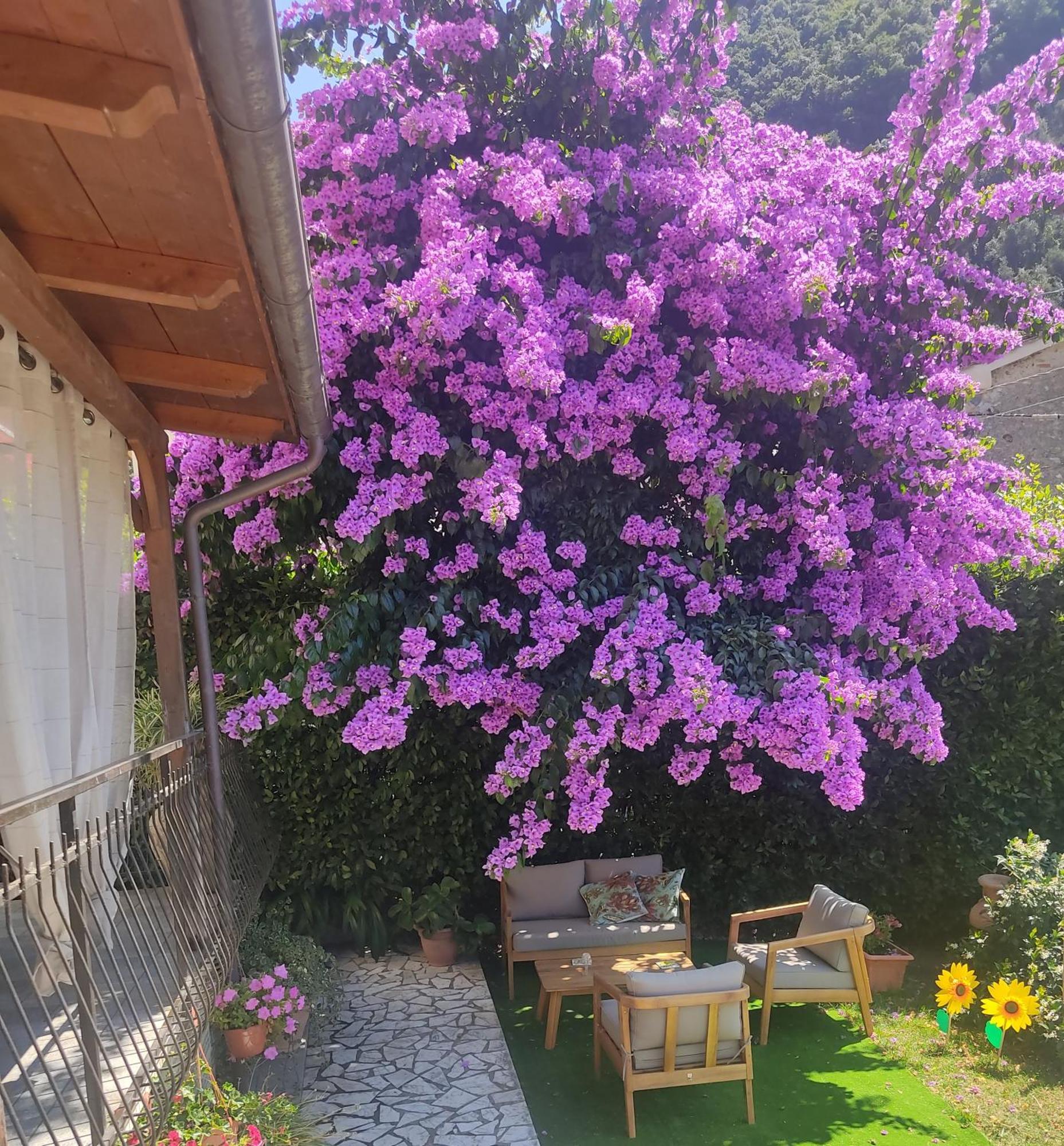 La Bouganville E Il Gelsomino Pietrasanta Εξωτερικό φωτογραφία